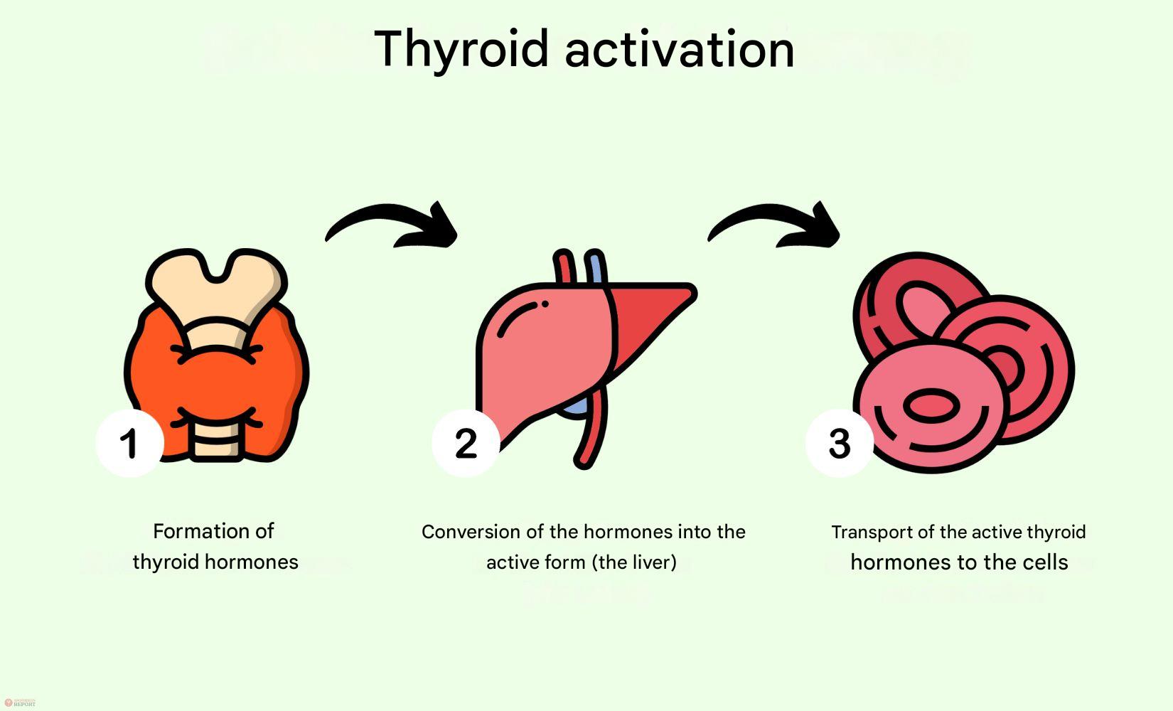 Hashimoto Img. 3 en nfographic titled “Thyroid activation” illustrating three steps in thyroid hormone function:
1. An illustration of a thyroid gland labeled “Formation of thyroid hormones.”
2. A liver icon labeled “Conversion of the hormones into the active form (the liver).”
3. Red blood cells labeled “Transport of the active thyroid hormones to the cells.”
Each step is numbered and connected by black arrows, set against a light green background.